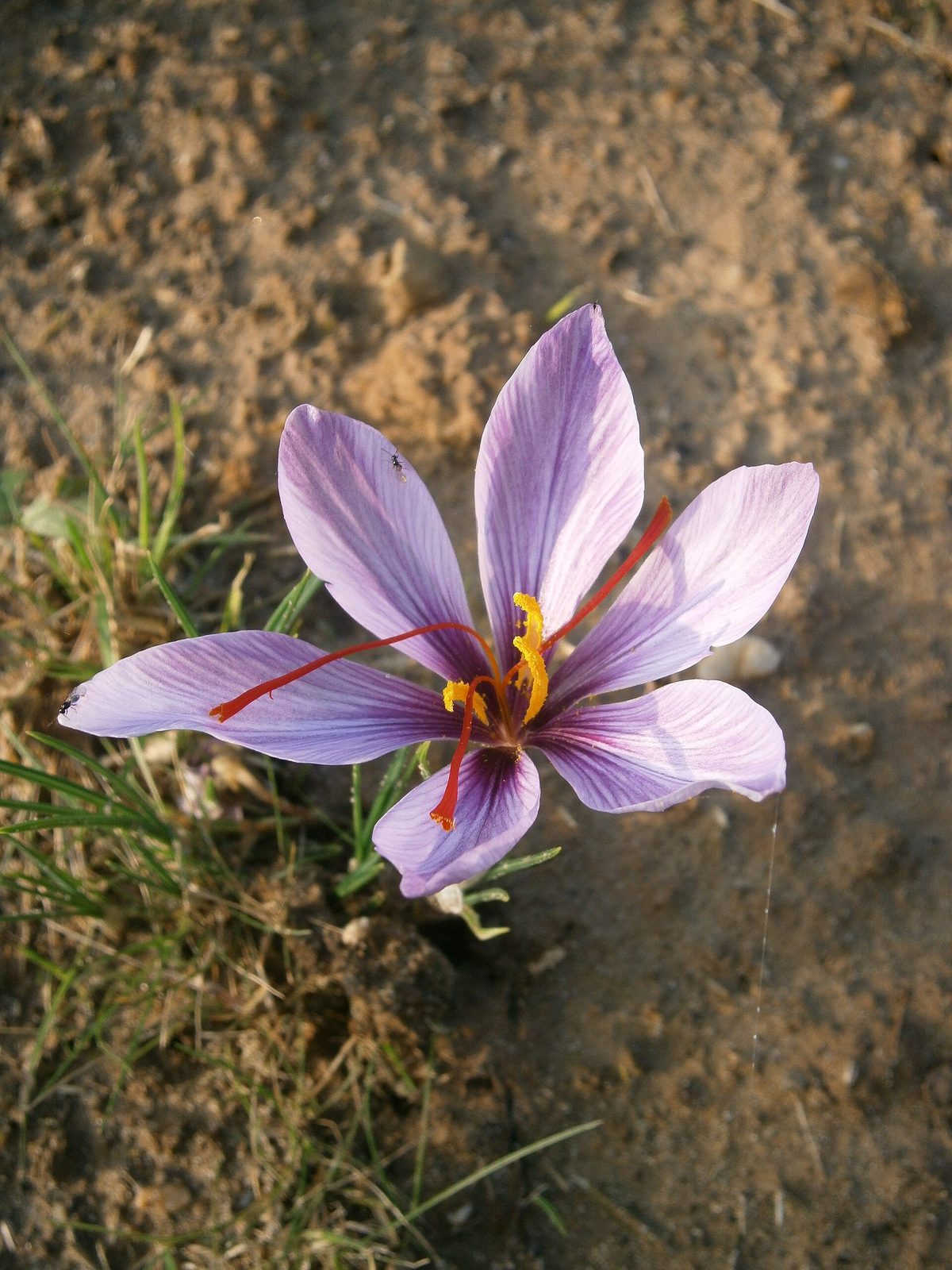 Un fiore di Crocus sativus aperto nella terra, con i tre stimmi rossi ben visibili.